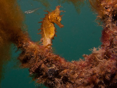 Clifton Gardens - NSW