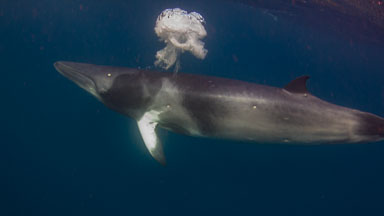 Great Barrier Reef - QLD