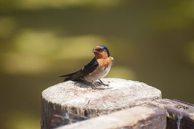 Hunter Wetlands - NSW