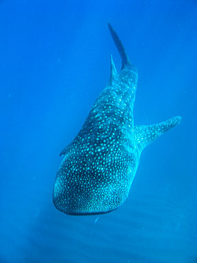 2008 May - Sidwana Bay & Marico Oog