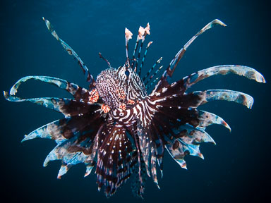 2008 Dec - Raja Ampat