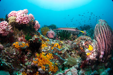 2012 Apr - Anilao Philppines