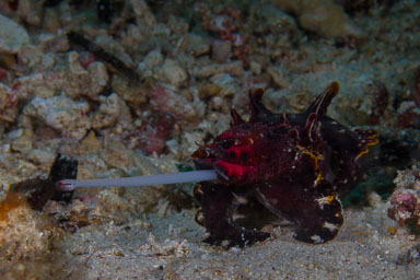 2013 Apr - Anilao Philppines