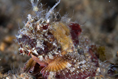 2014 Apr Anilao Philppines