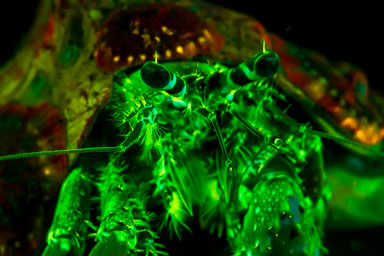 2017 Feb - Malapascua Philppines