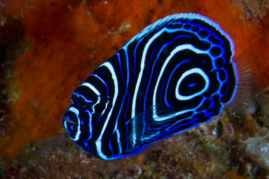 2018 Jul - Ponta Mozambique